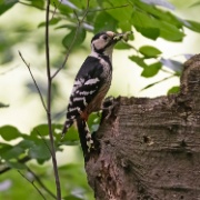 White backed Woodpecker - Hungary